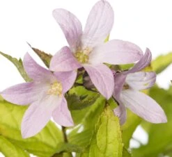 Klokjesbloem (Campanula Lactiflora 'Loddon Anna') D 11 H 10 Cm -Tuin Planten Winkel 8712044015910 2 1