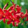 Montbretia (Crocosmia) D 11 H 100 Cm 2 Montbretia (Crocosmia) D 11 H 100 Cm -Tuin Planten Winkel 8712044020105