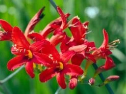 Montbretia (Crocosmia) D 11 H 100 Cm