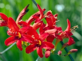 Montbretia (Crocosmia) D 11 H 100 Cm 3 Montbretia (Crocosmia) D 11 H 100 Cm