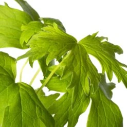 Tuin Planten Winkel -Tuin Planten Winkel 8712044020891 2 1