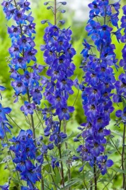 Ridderspoor (Delphinium (P) 'Black Knight') D 11 H 10 Cm -Tuin Planten Winkel 8712044020891 3 1