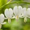 Gebroken Hartje (Dicentra Spectabilis 'Alba') D 11 H 60 Cm 2 Gebroken Hartje (Dicentra Spectabilis 'Alba') D 11 H 60 Cm -Tuin Planten Winkel 8712044023502