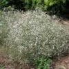 Gipskruid (Gypsophila Paniculata) D 11 H 10 Cm 1 Gipskruid (Gypsophila Paniculata) D 11 H 10 Cm -Tuin Planten Winkel 8712044029979 3 1