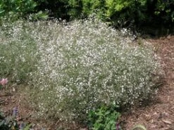 Gipskruid (Gypsophila Paniculata) D 11 H 10 Cm