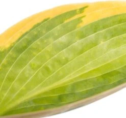 Hartlelie (Hosta Sieboldiana 'Frances Williams') D 11 H 10 Cm 5 Hartlelie (Hosta Sieboldiana 'Frances Williams') D 11 H 10 Cm -Tuin Planten Winkel 8712044036694 1 1