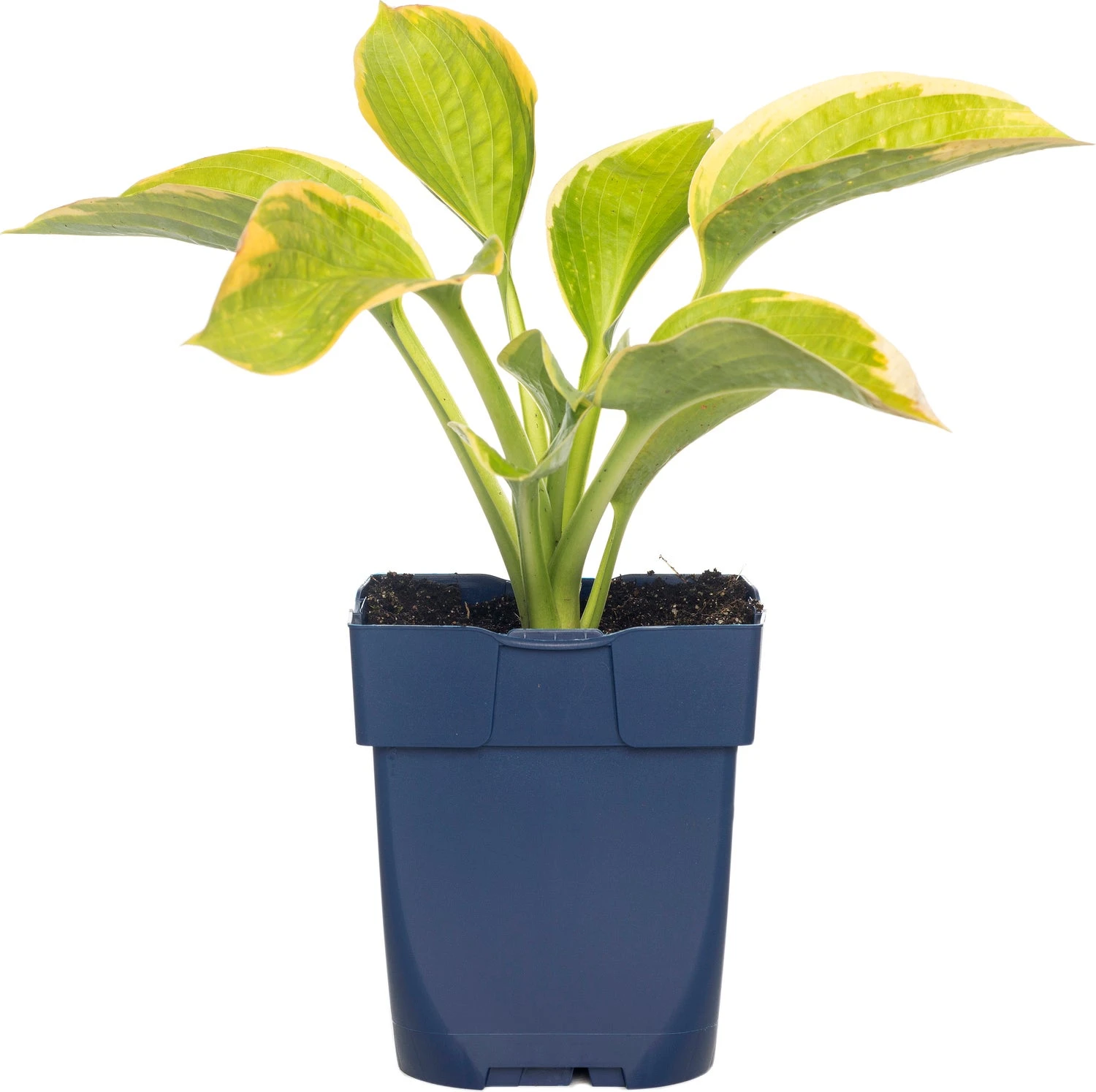 Hartlelie (Hosta Sieboldiana 'Frances Williams') D 11 H 10 Cm 3 Hartlelie (Hosta Sieboldiana 'Frances Williams') D 11 H 10 Cm