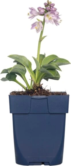 Hartlelie (Hosta Tardiana 'Halcyon') D 11 H 10 Cm