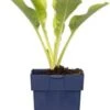 Hartlelie (Hosta 'Royal Standard') D 11 H 10 Cm -Tuin Planten Winkel 8712044037813 3 1