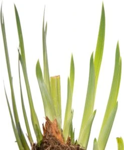 Lis (Iris 'Rose Queen') D 9 H 20 Cm 5 Lis (Iris 'Rose Queen') D 9 H 20 Cm -Tuin Planten Winkel 8712044039299 2 1