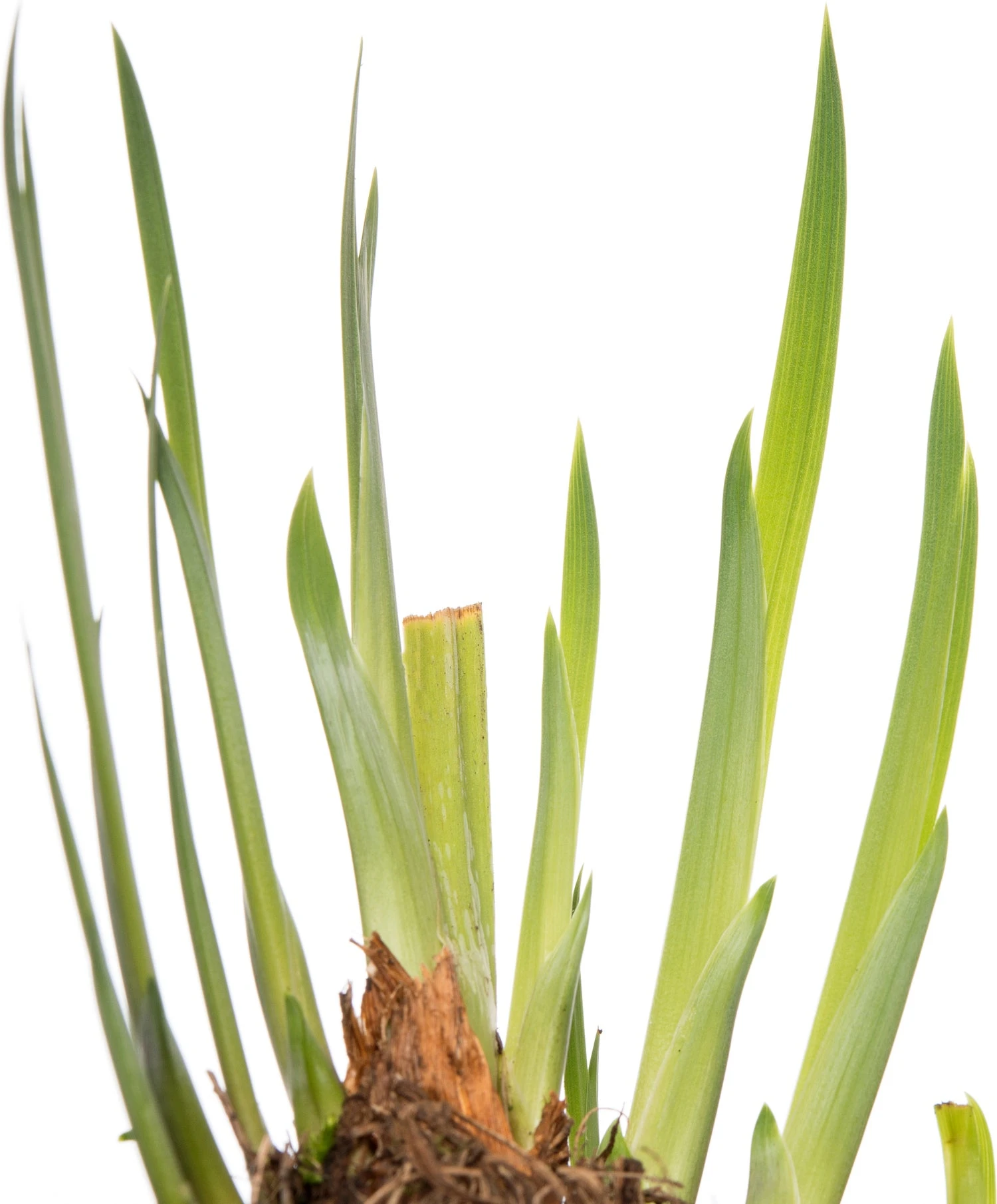 Lis (Iris 'Rose Queen') D 9 H 20 Cm 4 Lis (Iris 'Rose Queen') D 9 H 20 Cm - Afbeelding 2