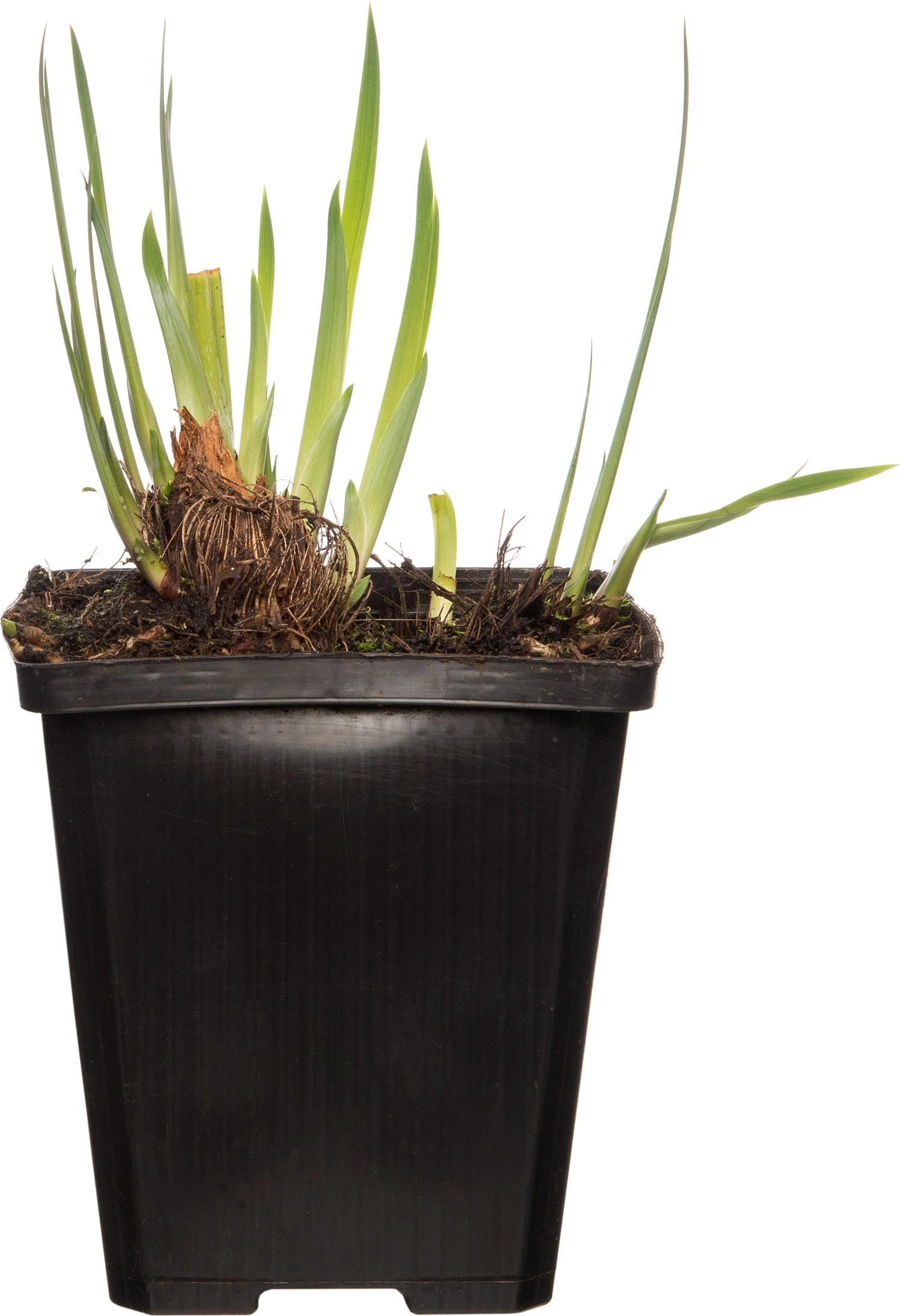 Lis (Iris 'Rose Queen') D 9 H 20 Cm 3 Lis (Iris 'Rose Queen') D 9 H 20 Cm