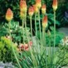 Vuurpijl (Kniphofia Uvaria) D 11 H 100 Cm 2 Vuurpijl (Kniphofia Uvaria) D 11 H 100 Cm -Tuin Planten Winkel 8712044042299
