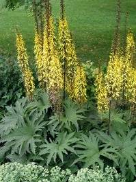 Kruiskruid (Ligularia Przewalskii) D 11 H 120 Cm