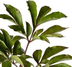 Pioenroos (Paeonia (LD) 'Duchesse De Nemours') D 11 H 80 Cm 6 Pioenroos (Paeonia (LD) 'Duchesse De Nemours') D 11 H 80 Cm -Tuin Planten Winkel 8712044048413 2