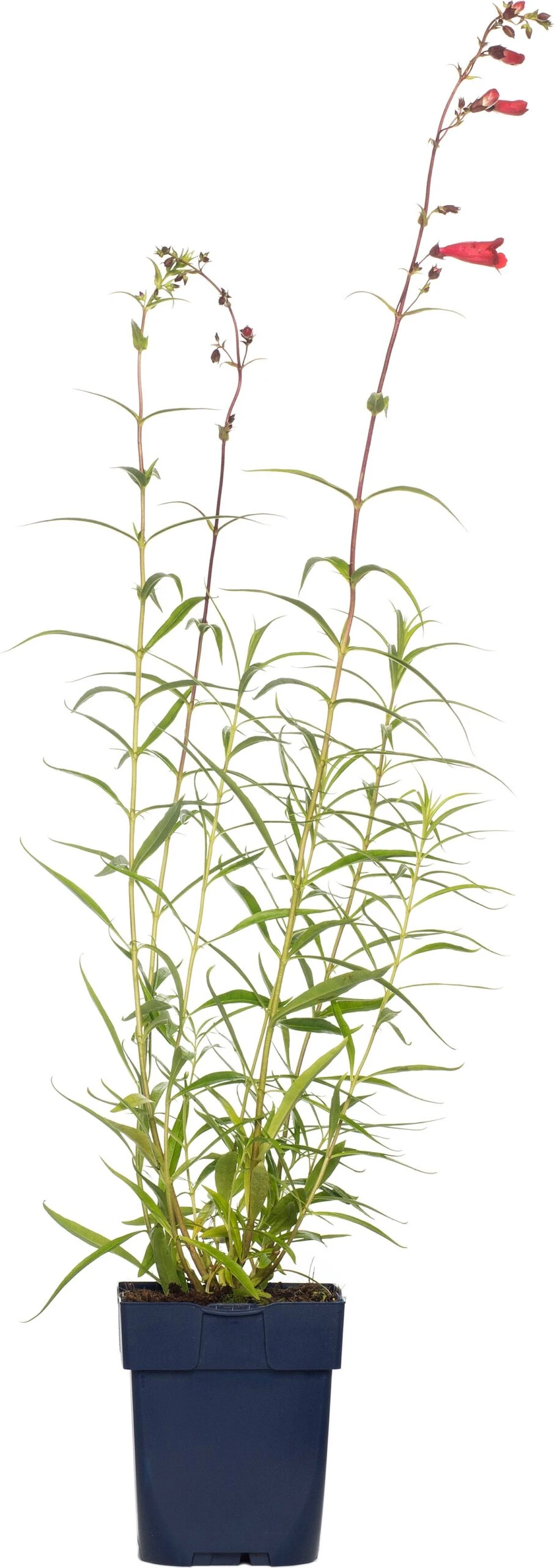 Slangenkop (Penstemon 'Schoenholzeri') D 11 H 10 Cm 3 Slangenkop (Penstemon 'Schoenholzeri') D 11 H 10 Cm