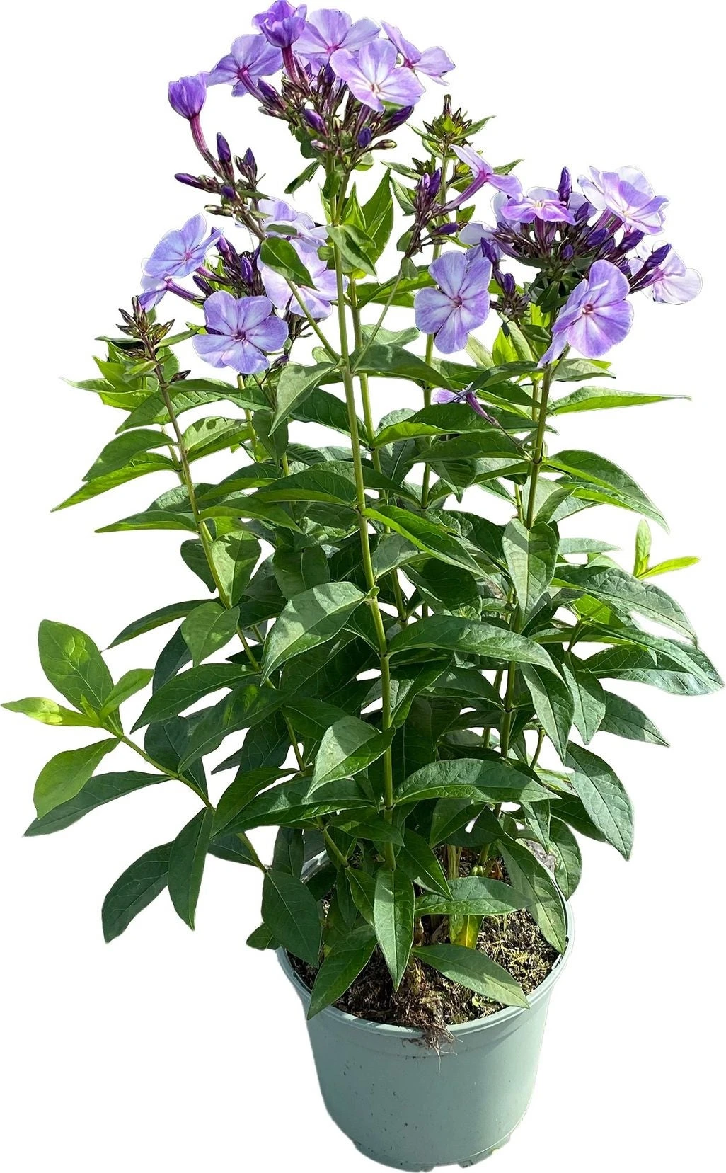 Vlambloem (Phlox Paniculata 'Blue Paradise') D 17 H 40 Cm 4 Vlambloem (Phlox Paniculata 'Blue Paradise') D 17 H 40 Cm - Afbeelding 2