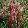 Duizendknoop (Persicaria Affinis 'Darjeeling Red') D 11 H 20 Cm 1 Duizendknoop (Persicaria Affinis 'Darjeeling Red') D 11 H 20 Cm -Tuin Planten Winkel 8712044055466