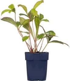 Schout-bij-nacht (Rodgersia Aesculifolia) D 11 H 10 Cm 3 Schout-bij-nacht (Rodgersia Aesculifolia) D 11 H 10 Cm