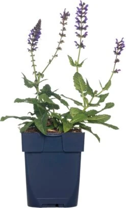 Siersalie (Salvia Nemorosa 'Mainacht') D 11 H 50 Cm
