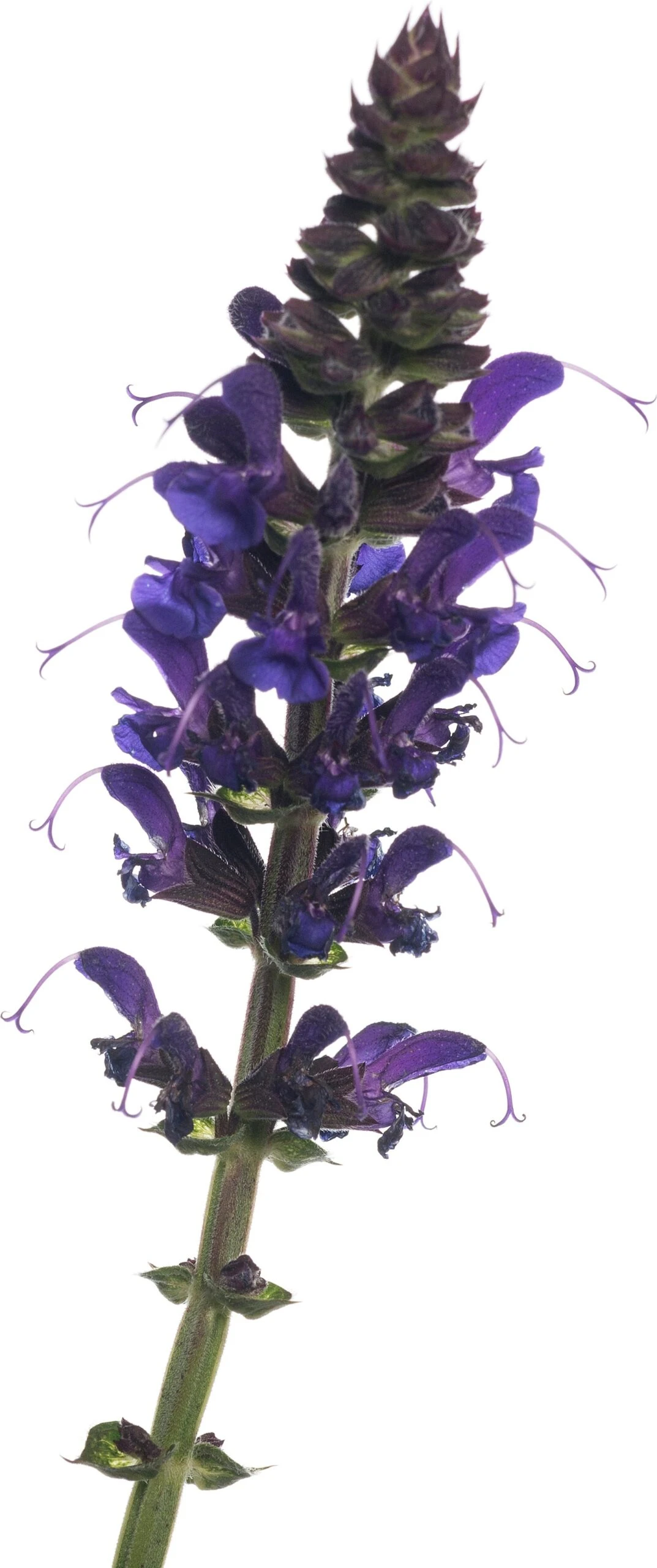 Siersalie (Salvia Nemorosa 'Mainacht') D 11 H 50 Cm 4 Siersalie (Salvia Nemorosa 'Mainacht') D 11 H 50 Cm - Afbeelding 2
