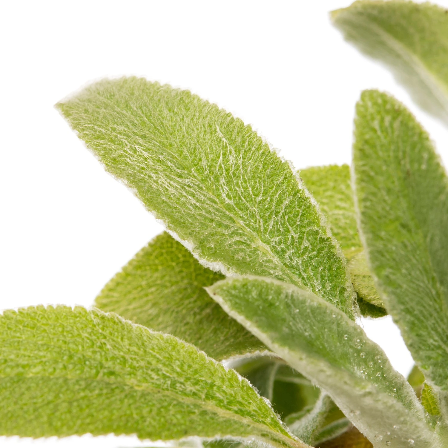 Ezelsoor (Stachys Byzantina) D 11 H 15 Cm 4 Ezelsoor (Stachys Byzantina) D 11 H 15 Cm - Afbeelding 2