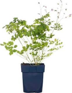 Chinese Ruit (Thalictrum Delavayi) D 11 H 125 Cm