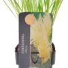 Pampasgras (Cortaderia Selloana 'Pumila') D 17 H 30 Cm 2 Pampasgras (Cortaderia Selloana 'Pumila') D 17 H 30 Cm -Tuin Planten Winkel 8712044070582