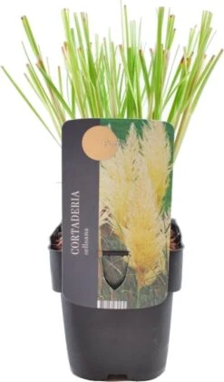 Pampasgras (Cortaderia Selloana 'Pumila') D 17 H 30 Cm
