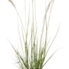 Lampenpoetsersgras (Pennisetum Alopecuroides 'Hameln') D 11 H 10 Cm 1 Lampenpoetsersgras (Pennisetum Alopecuroides 'Hameln') D 11 H 10 Cm -Tuin Planten Winkel 8712044072739