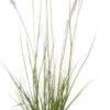 Lampenpoetsersgras (Pennisetum Alopecuroides 'Hameln') D 17 H 40 Cm 2 Lampenpoetsersgras (Pennisetum Alopecuroides 'Hameln') D 17 H 40 Cm -Tuin Planten Winkel 8712044072777 0