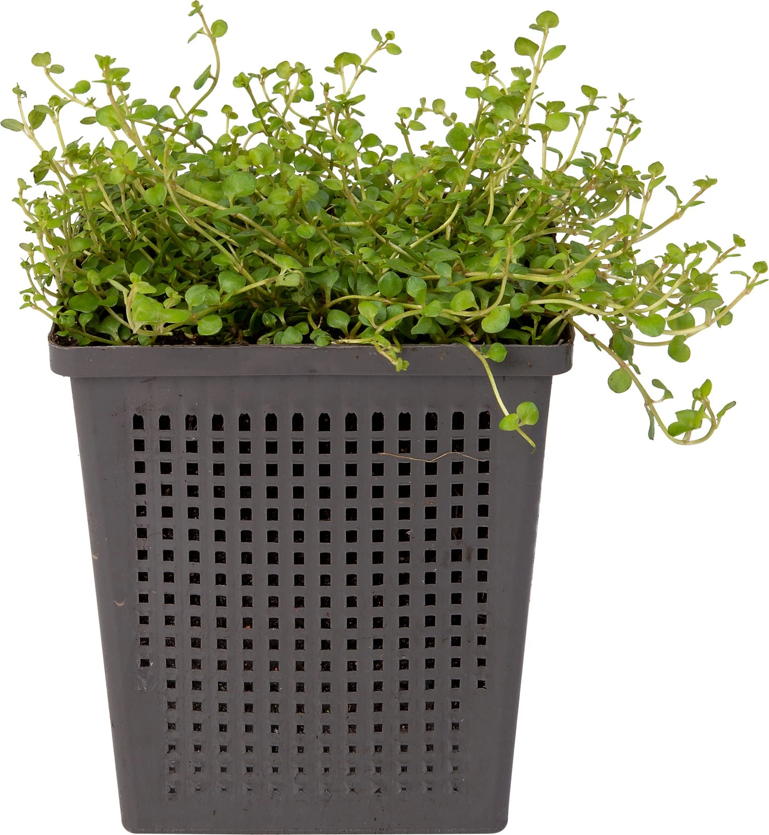 Teer Guichelheil (Anagallis Tenella) D 11 H 22,5 Cm 4 Teer Guichelheil (Anagallis Tenella) D 11 H 22,5 Cm - Afbeelding 2