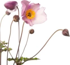 Herfstanemoon (Anemone Hupehensis 'Splendens') D 11 H 10 Cm 5 Herfstanemoon (Anemone Hupehensis 'Splendens') D 11 H 10 Cm -Tuin Planten Winkel 8712044125053 2