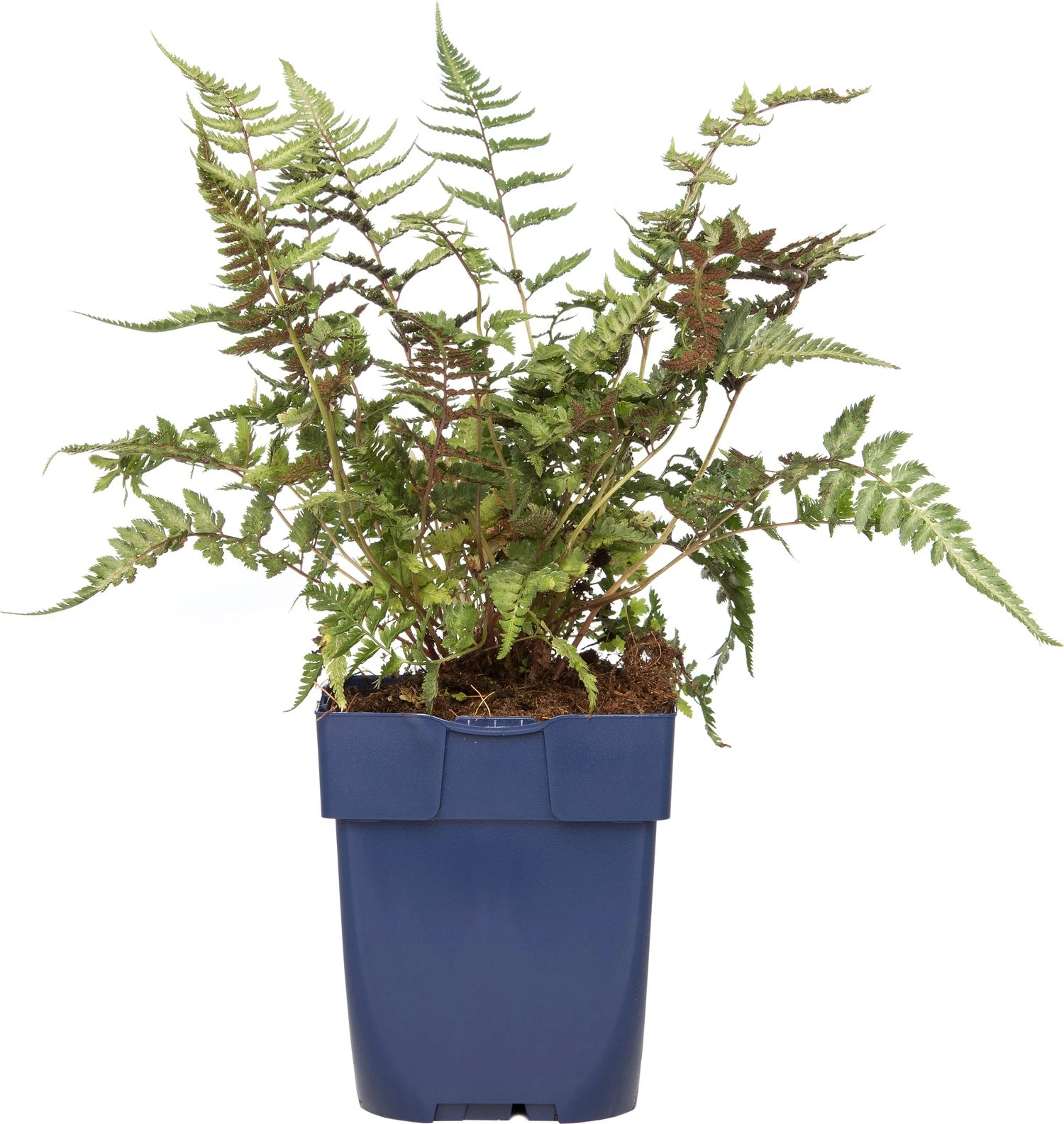 Vrouwtjesvaren (Athyrium 'Metallicum') D 11 H 10 Cm 3 Vrouwtjesvaren (Athyrium 'Metallicum') D 11 H 10 Cm