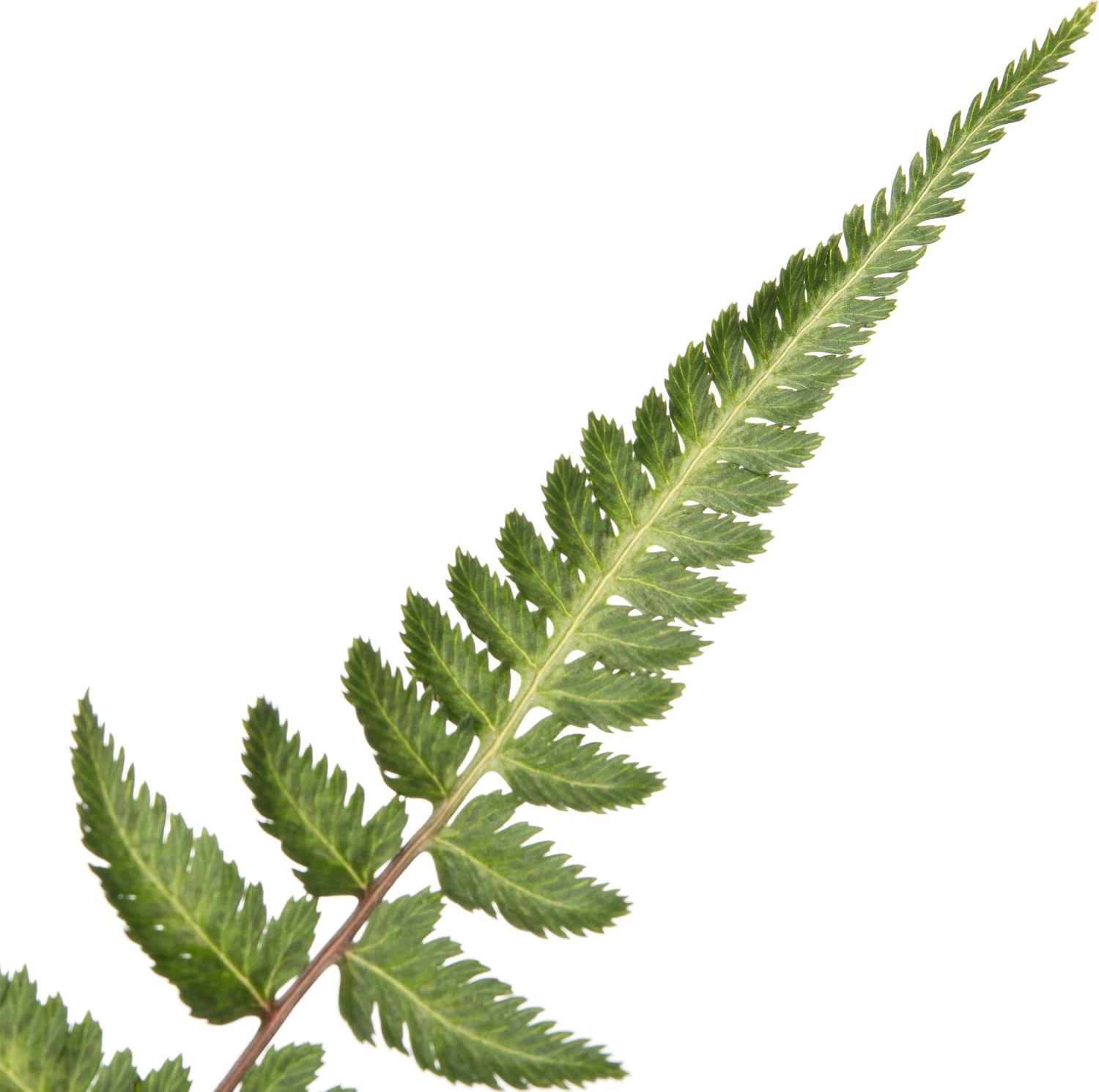 Vrouwtjesvaren (Athyrium 'Metallicum') D 11 H 10 Cm 4 Vrouwtjesvaren (Athyrium 'Metallicum') D 11 H 10 Cm - Afbeelding 2