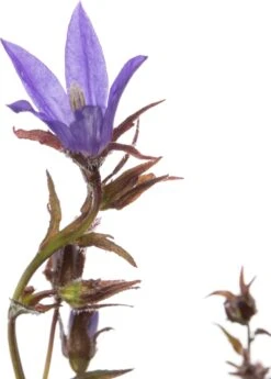 Kruipklokje (Campanula Poscharskyana) D 11 H 10 Cm 5 Kruipklokje (Campanula Poscharskyana) D 11 H 10 Cm -Tuin Planten Winkel 8712044145709 2 1