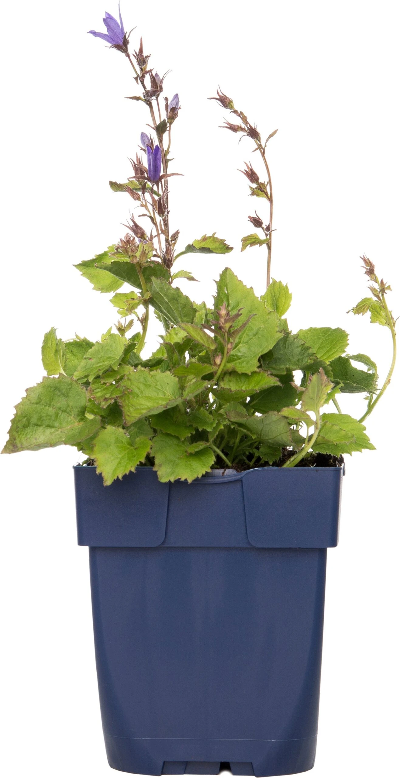 Kruipklokje (Campanula Poscharskyana) D 11 H 10 Cm 3 Kruipklokje (Campanula Poscharskyana) D 11 H 10 Cm