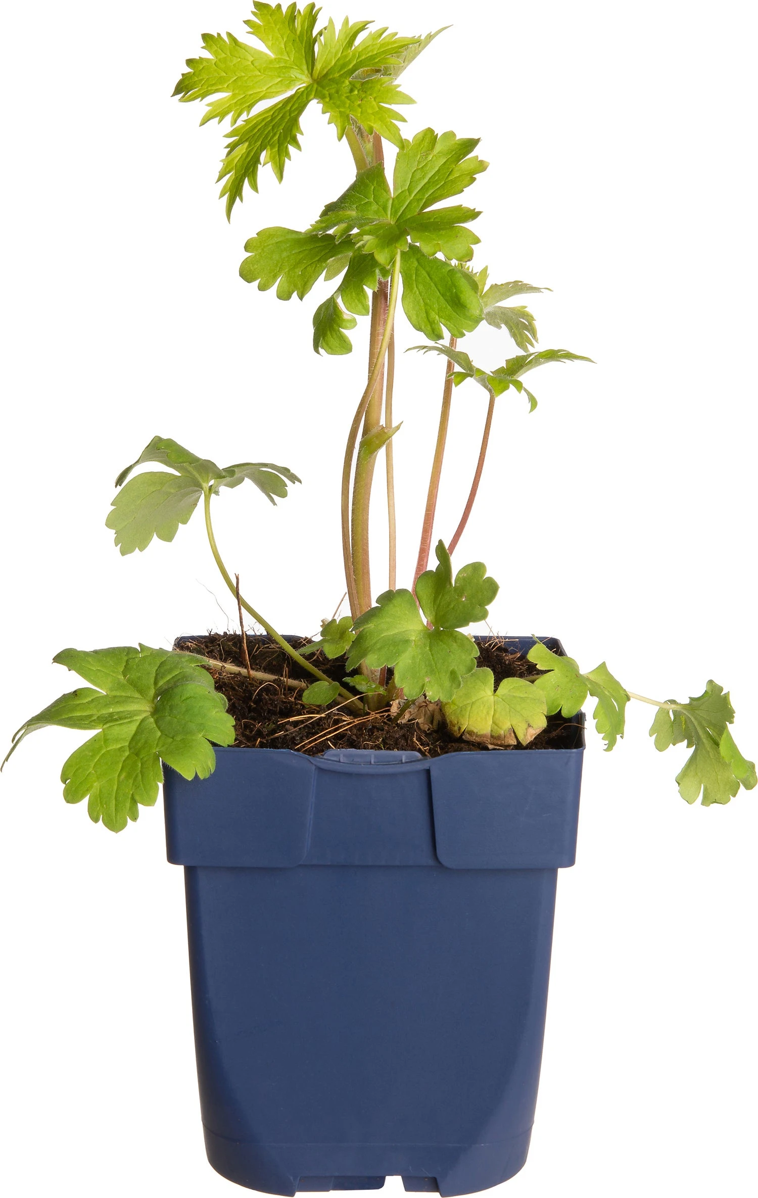 Ridderspoor (Delphinium (P) 'Astolat') D 11 H 150 Cm 3 Ridderspoor (Delphinium (P) 'Astolat') D 11 H 150 Cm