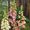 Vingerhoedskruid (Digitalis Purpurea 'Gloxiniiflora') D 11 H 125 Cm 1 Vingerhoedskruid (Digitalis Purpurea 'Gloxiniiflora') D 11 H 125 Cm -Tuin Planten Winkel 8712044147079