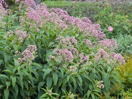 Leverkruid (Eupatorium Purpureum) D 11 H 200 Cm 3 Leverkruid (Eupatorium Purpureum) D 11 H 200 Cm