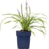 Leliegras (Liriope Muscari) D 11 H 10 Cm 2 Leliegras (Liriope Muscari) D 11 H 10 Cm -Tuin Planten Winkel 8712044151892 1