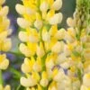 Lupine (Lupinus 'Chandelier') D 11 H 100 Cm 2 Lupine (Lupinus 'Chandelier') D 11 H 100 Cm -Tuin Planten Winkel 8712044151953