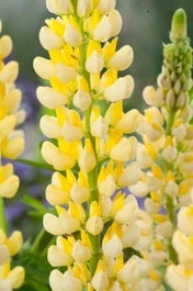 Lupine (Lupinus 'Chandelier') D 11 H 100 Cm