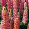 Lupine (Lupinus 'The Chatelaine') D 11 H 100 Cm 2 Lupine (Lupinus 'The Chatelaine') D 11 H 100 Cm -Tuin Planten Winkel 8712044151991