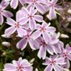 Kruipphlox (Phlox Subulata 'Candy Stripes') D 11 H 20 Cm 2 Kruipphlox (Phlox Subulata 'Candy Stripes') D 11 H 20 Cm -Tuin Planten Winkel 8712044154268 3 1