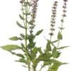 Siersalie (Salvia Nemorosa 'Ostfriesland') D 11 H 10 Cm -Tuin Planten Winkel 8712044155364