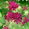 Beemdkroon (Knautia Macedonica) D 11 H 80 Cm 1 Beemdkroon (Knautia Macedonica) D 11 H 80 Cm -Tuin Planten Winkel 8712044159171