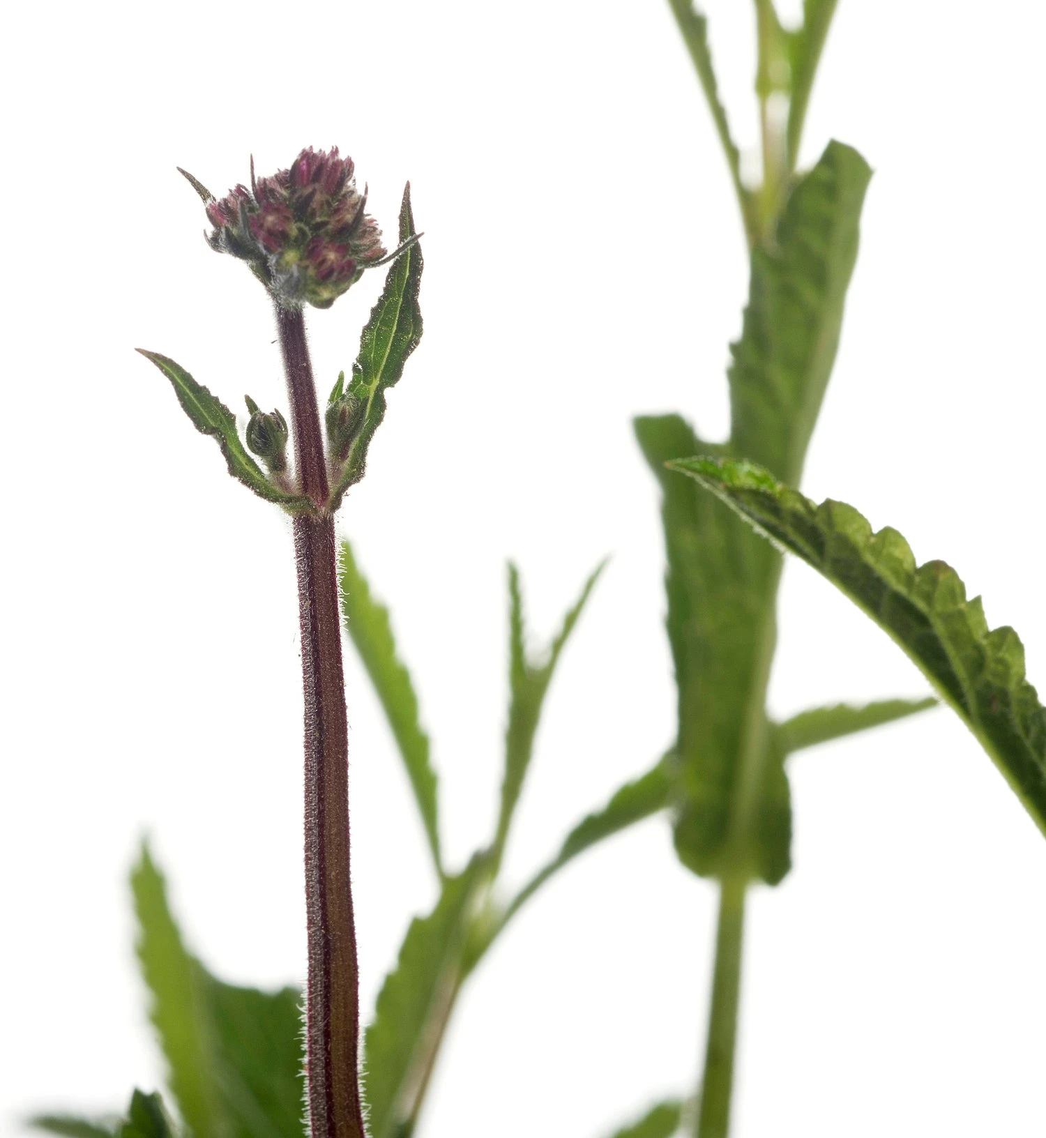 IJzerhard (Verbena Bonariensis) D 11 H 125 Cm 4 IJzerhard (Verbena Bonariensis) D 11 H 125 Cm - Afbeelding 2
