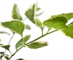 Grote Maagdenpalm (Vinca Major 'Variegata') D 11 H 15 Cm 5 Grote Maagdenpalm (Vinca Major 'Variegata') D 11 H 15 Cm -Tuin Planten Winkel 8712044711560 1 1