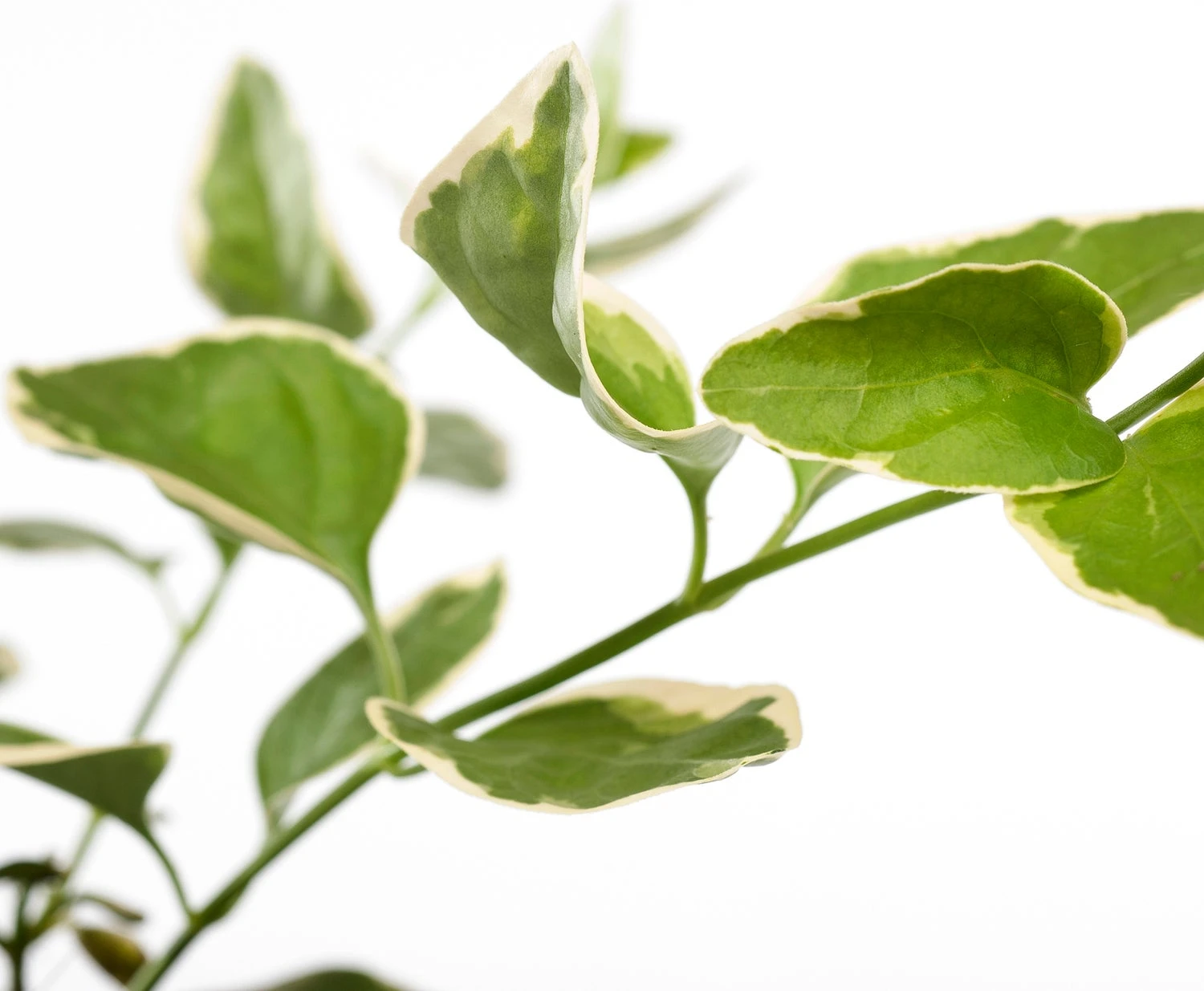 Grote Maagdenpalm (Vinca Major 'Variegata') D 11 H 15 Cm 4 Grote Maagdenpalm (Vinca Major 'Variegata') D 11 H 15 Cm - Afbeelding 2